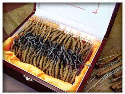 重庆冬虫夏草回收